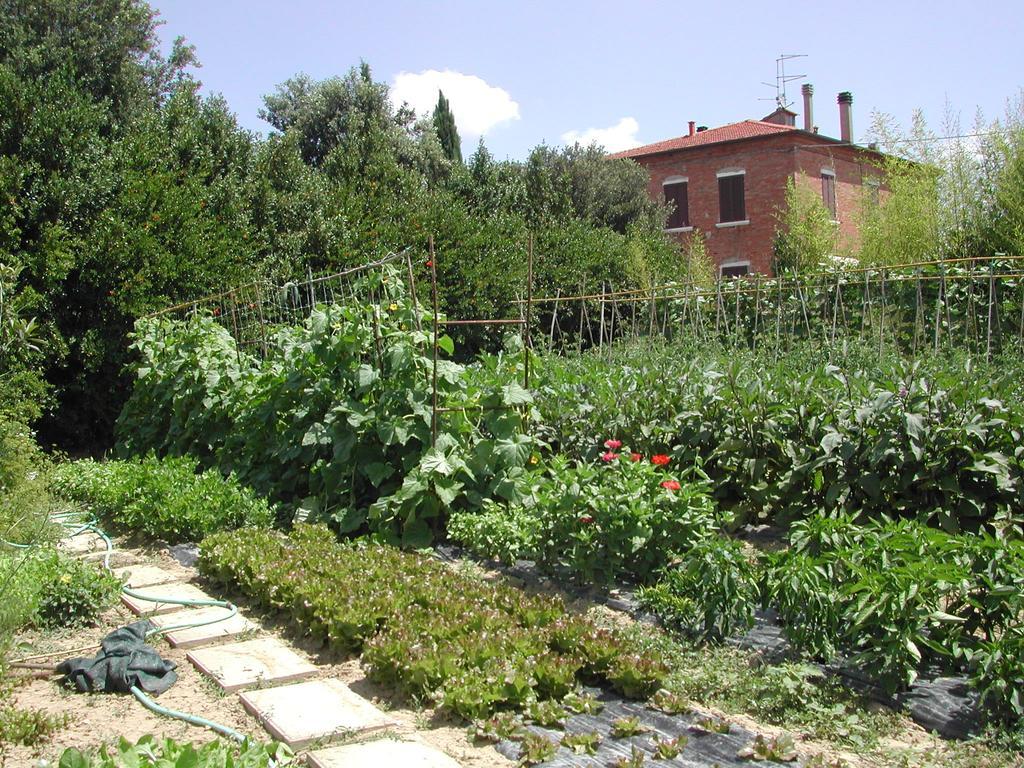 Villa La Lodola Foiano Della Chiana Εξωτερικό φωτογραφία